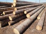Fichte Sägerundholz | Weichholz | Rundholz | TRANS-WOOD