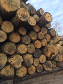 Eiche Furnierrundholz | Hartholz | Rundholz | D&C SNEGL